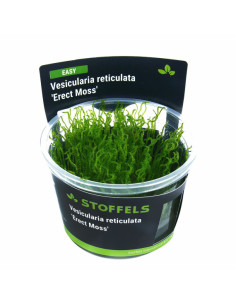 Vesicularia reticulata 'Erect Moss' in-vitro