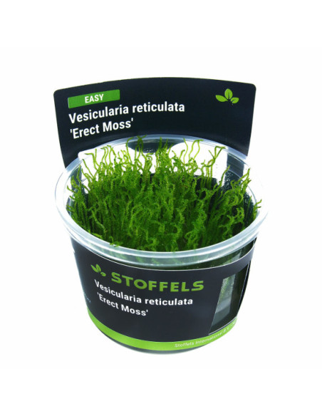 Vesicularia reticulata 'Erect Moss' in-vitro