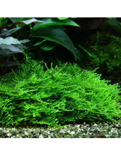 Vesicularia reticulata 'Erect Moss' in-vitro 2