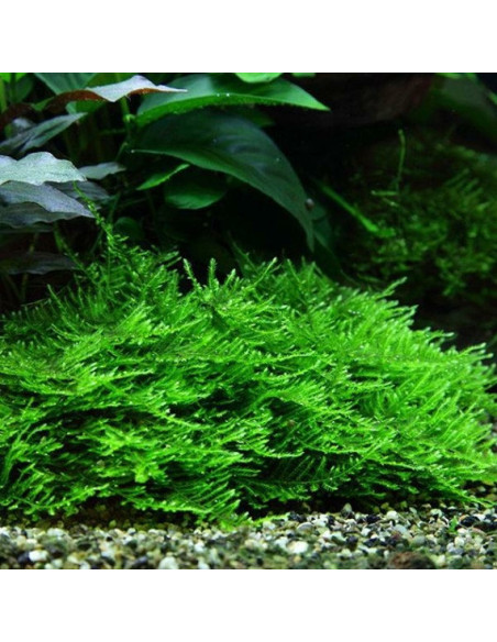 Vesicularia reticulata 'Erect Moss' in-vitro