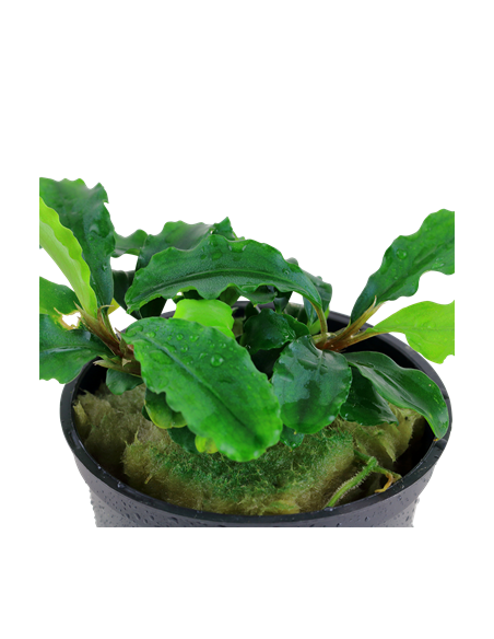 Bucephalandra sp. 'Green Velvet' en pot