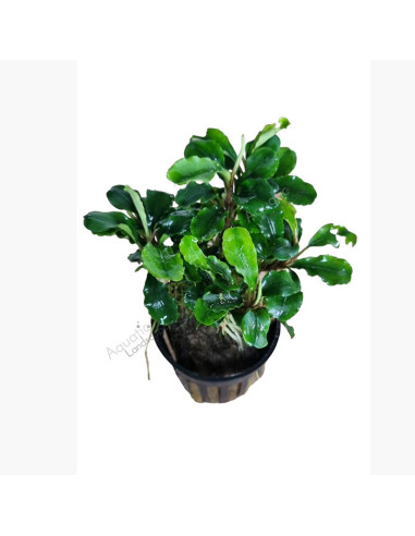 Bucephalandra sp. 'Green Velvet' en pot