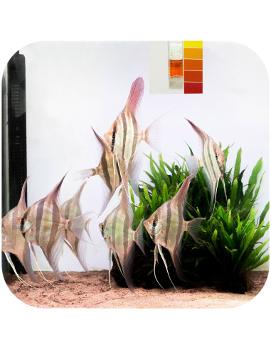 Aquario - Neo Cap Tropical Booster 20 gélules