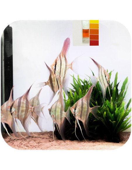 Aquario - Neo Cap Tropical Booster 20 gélules