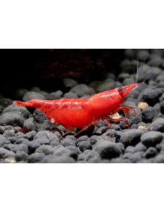Neocaridina davidi Red Sakura 1,5 cm