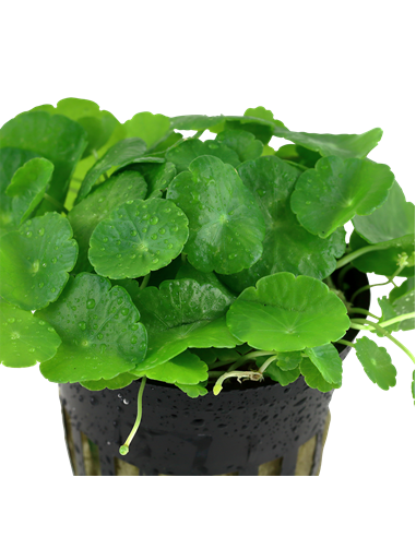 Hydrocotyle verticillata en pot