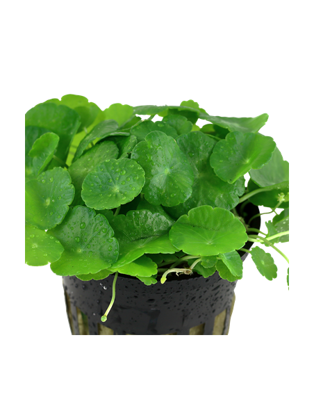 Hydrocotyle verticillata en pot