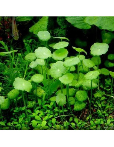Hydrocotyle verticillata en pot