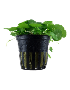 Hydrocotyle verticillata en pot