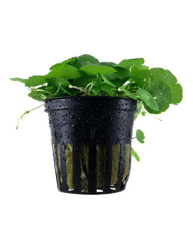 Hydrocotyle verticillata en pot