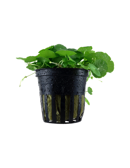 Hydrocotyle verticillata en pot