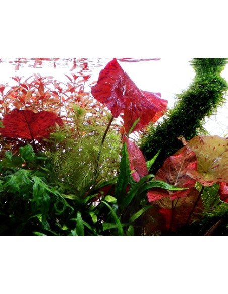 Nymphaea lotus (Bulbe)