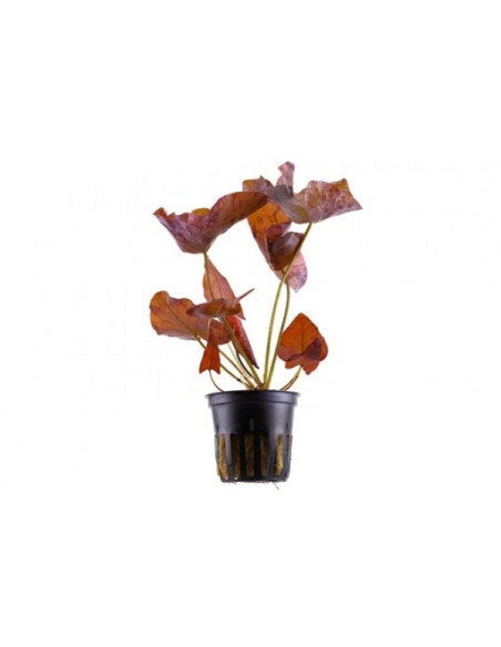 Nymphaea lotus (Bulbe)