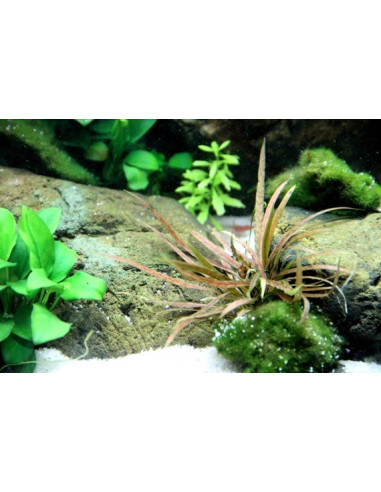 Cryptocoryne albida 'Brown'