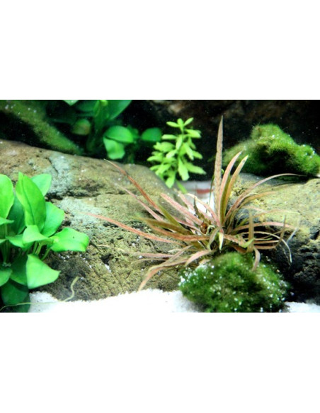 Cryptocoryne albida 'Brown'
