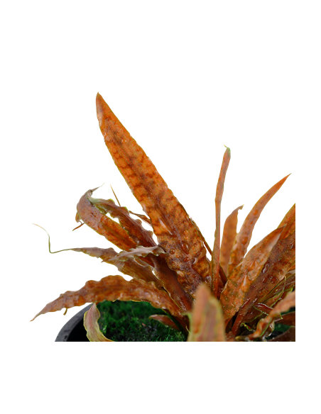 Cryptocoryne albida 'Brown'