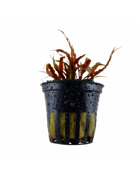 Cryptocoryne albida 'Brown'
