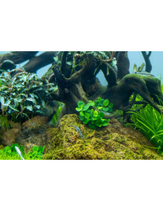 Anubias 'mini coin' inVitro 2