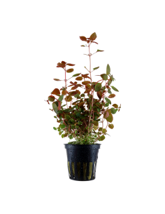 Ludwigia palustris 'Super Red' en pot