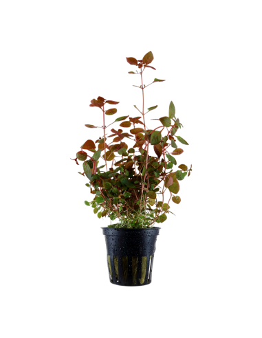 Ludwigia palustris 'Super Red'