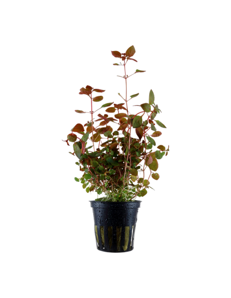 Ludwigia palustris 'Super Red' en pot