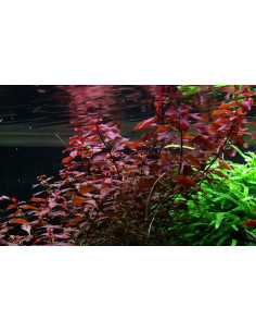 Ludwigia palustris 'Super Red' en pot 2