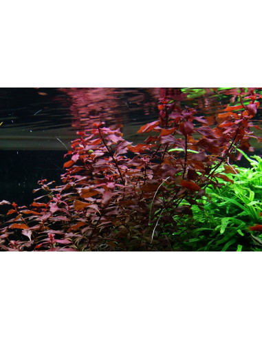 Ludwigia palustris 'Super Red' en pot