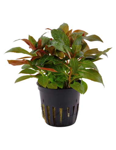 Ludwigia glandulosa en pot