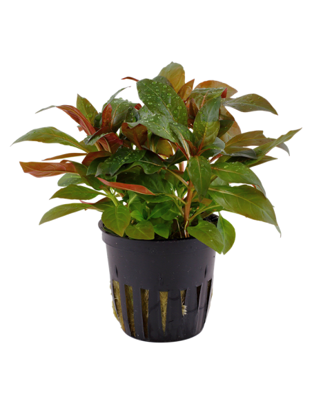 Ludwigia glandulosa en pot