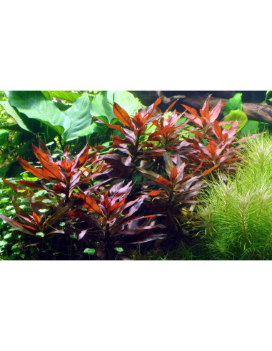 Ludwigia glandulosa en pot
