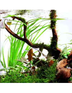Cyperus helferi en pot 2