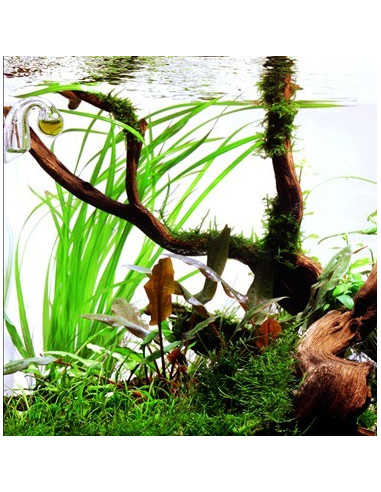 Cyperus helferi en pot