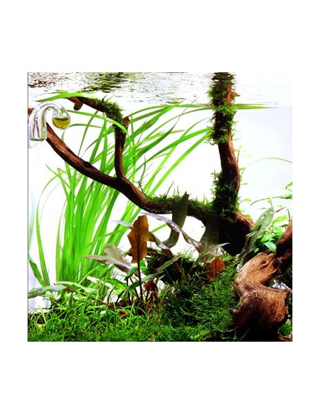 Cyperus helferi en pot