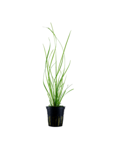 Cyperus helferi en pot