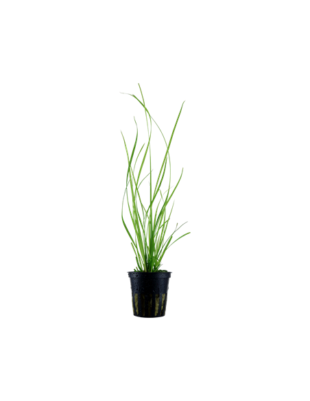 Cyperus helferi en pot