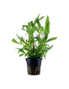 Hygrophila corymbosa 'Siamensis 53B' en pot