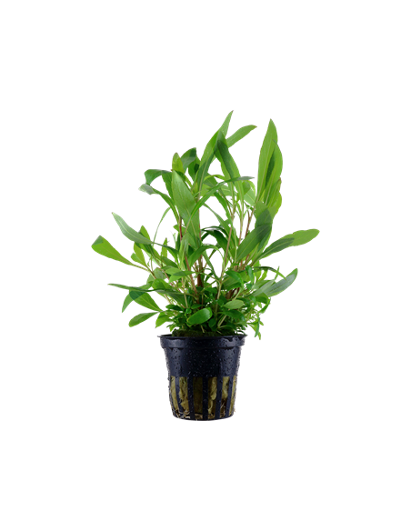 Hygrophila corymbosa 'Siamensis 53B' en pot