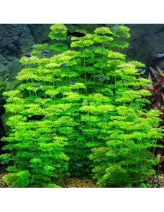 Limnophila Sessiliflora en pot 2