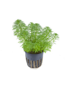Limnophila Sessiliflora en pot