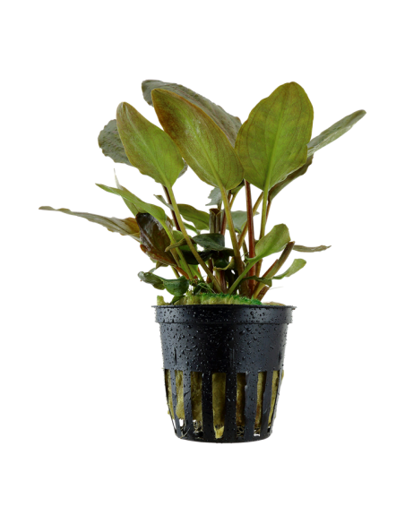 Lagenandra meeboldii Red - en Pot