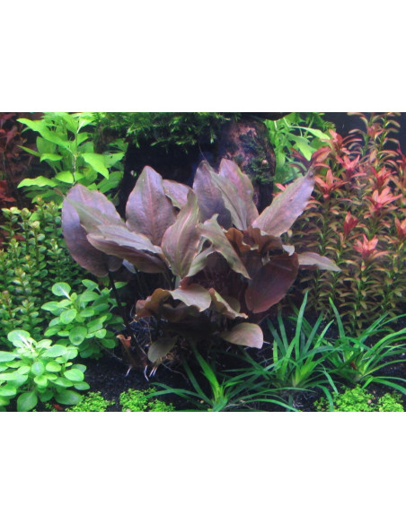 Lagenandra meeboldii Red - en Pot