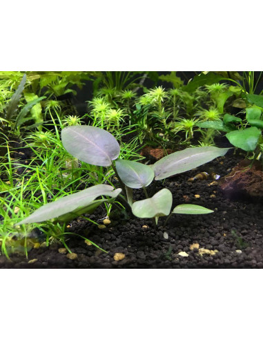 Lagenandra meeboldii Red - en Pot