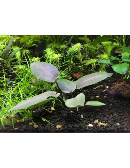 Lagenandra meeboldii Red - en Pot