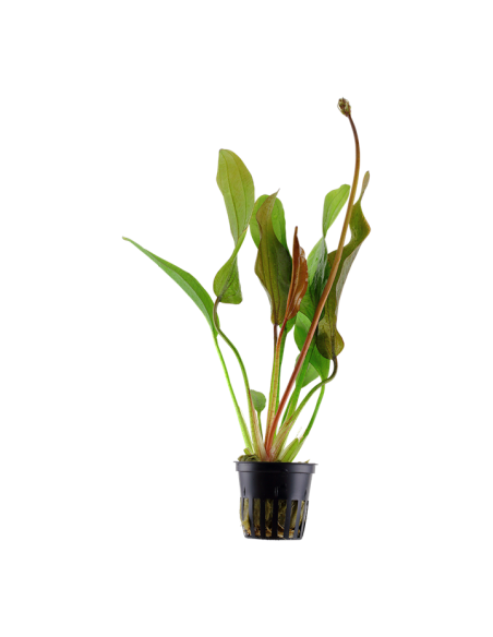 Echinodorus 'Red Diamond'