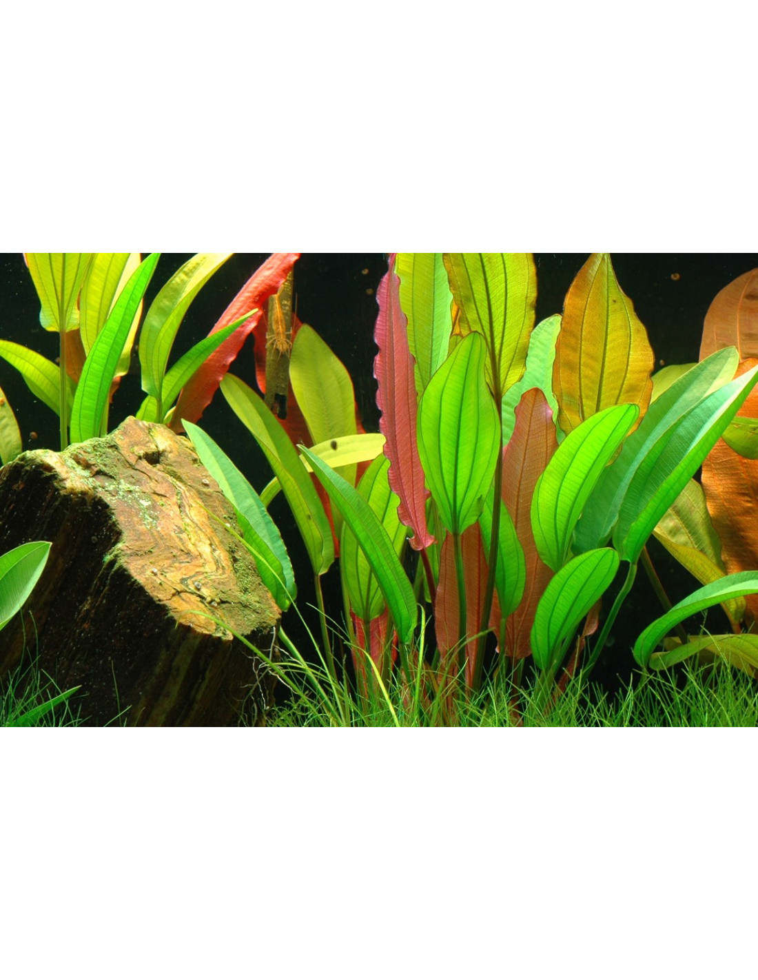 Echinodorus diamant rouge 6 pots eau douce plante aquatique vivante  magnifique paysage aquatique