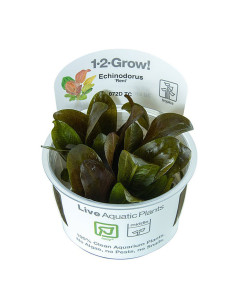Echinodorus 'Reni' - Invitro