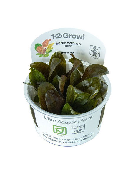 Echinodorus 'Reni' - Invitro