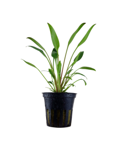 Cryptocoryne x willisii en pot