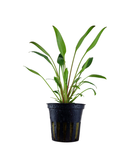 Cryptocoryne x willisii en pot