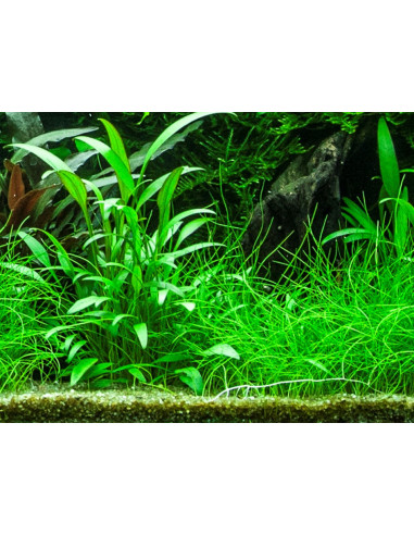 Cryptocoryne x willisii en pot